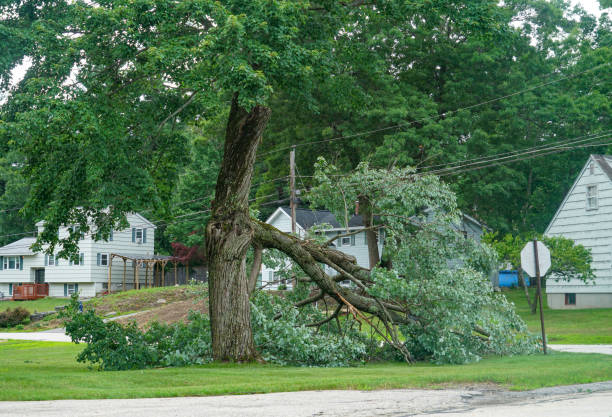 The Steps Involved in Our Tree Care Process in Summit View, WA